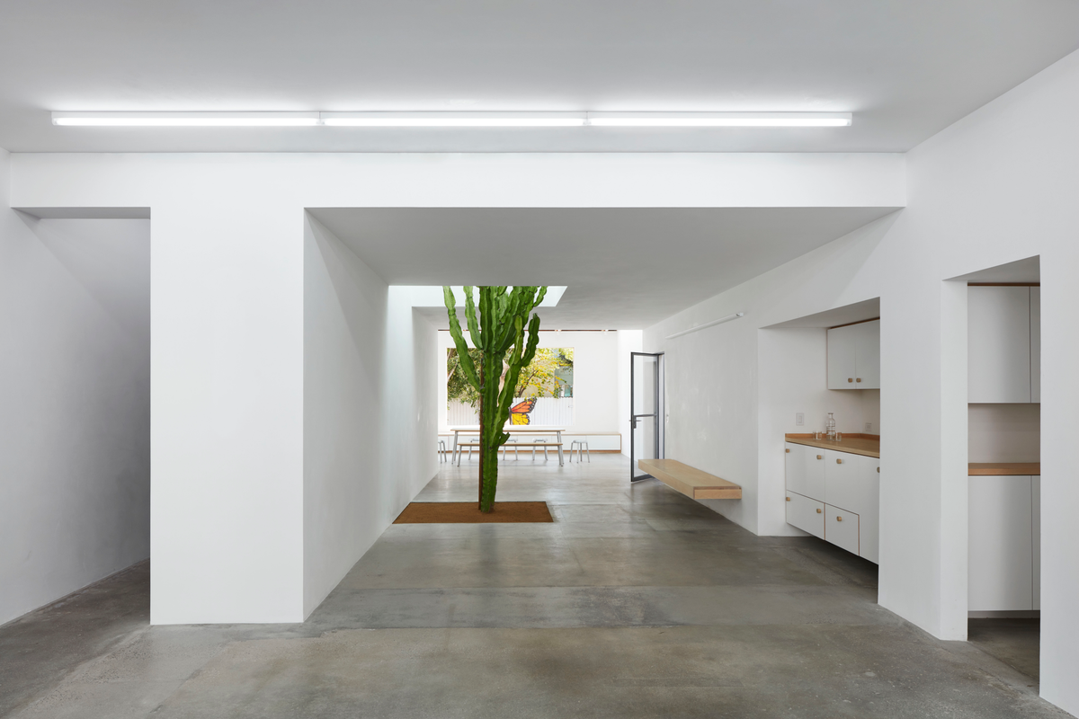 White space with a long linear ceiling light and a cactus growing through the ceiling