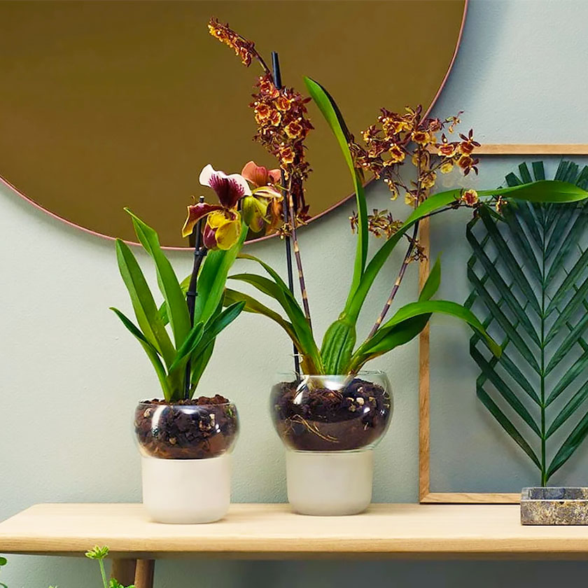 Self-Watering Orchid Pot by Eva Solo.