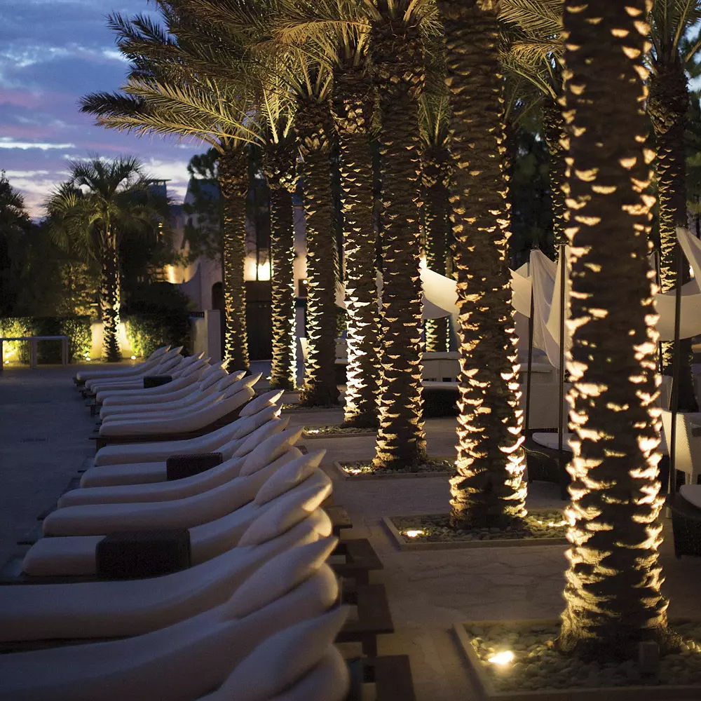 Hardy Island Well Lights illuminating palm trees.